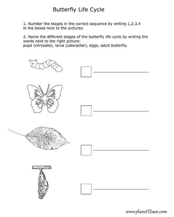 butterfly life cycle